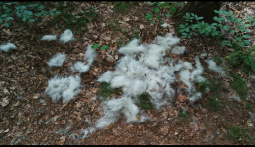 Furminator Chien M Taille Moyenne Brosse Poils Courts photo review