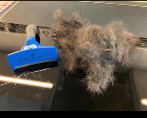 Furminator Chien L Grande Taille Brosse Poils Courts photo review