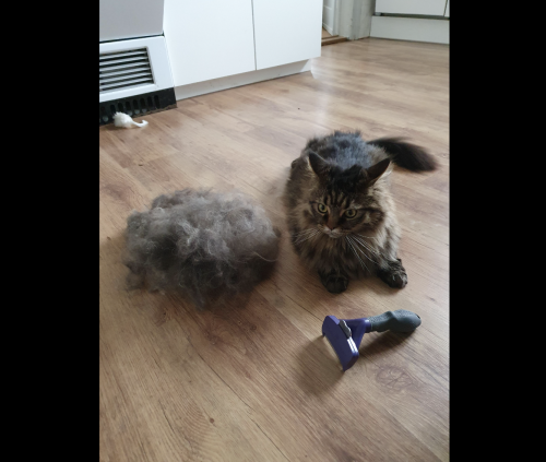 Furminator Chat L Poils Courts plus de 4,5 kg photo review